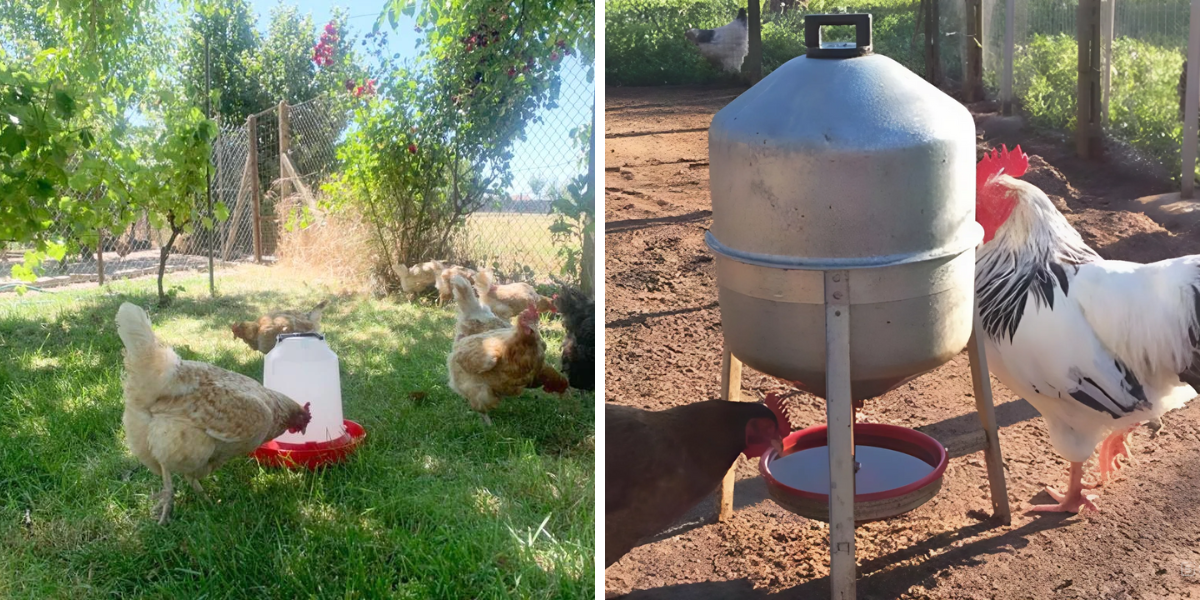 blog_napajecky_pro_drubez_2